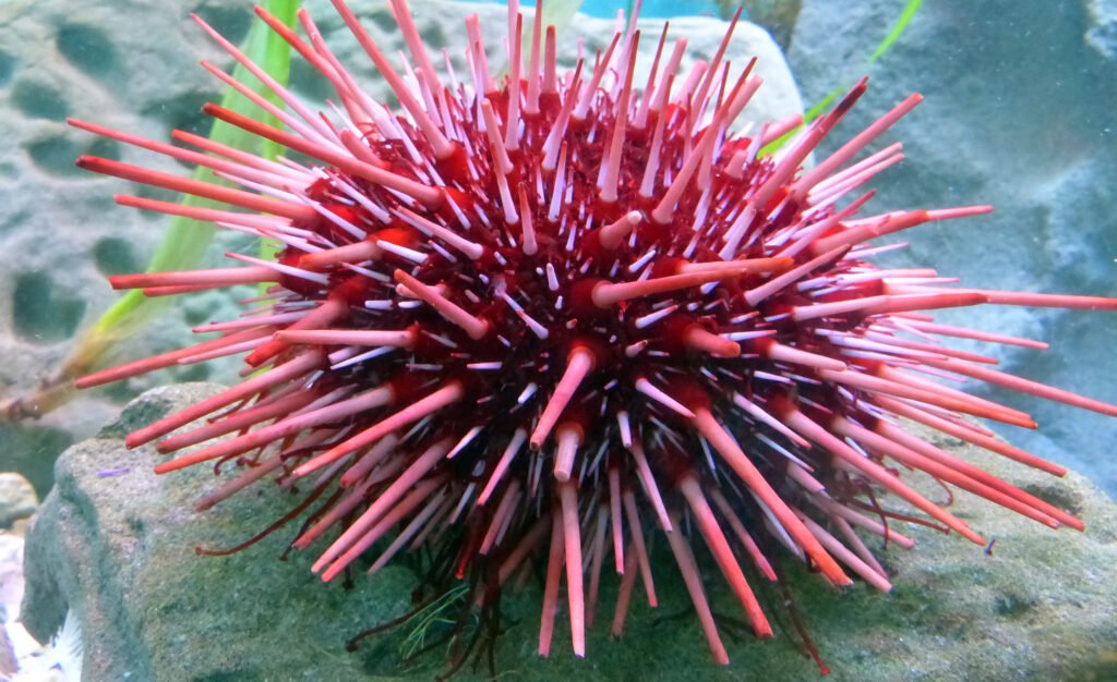 Red Sea Urchin - Animals That Can Live Forever