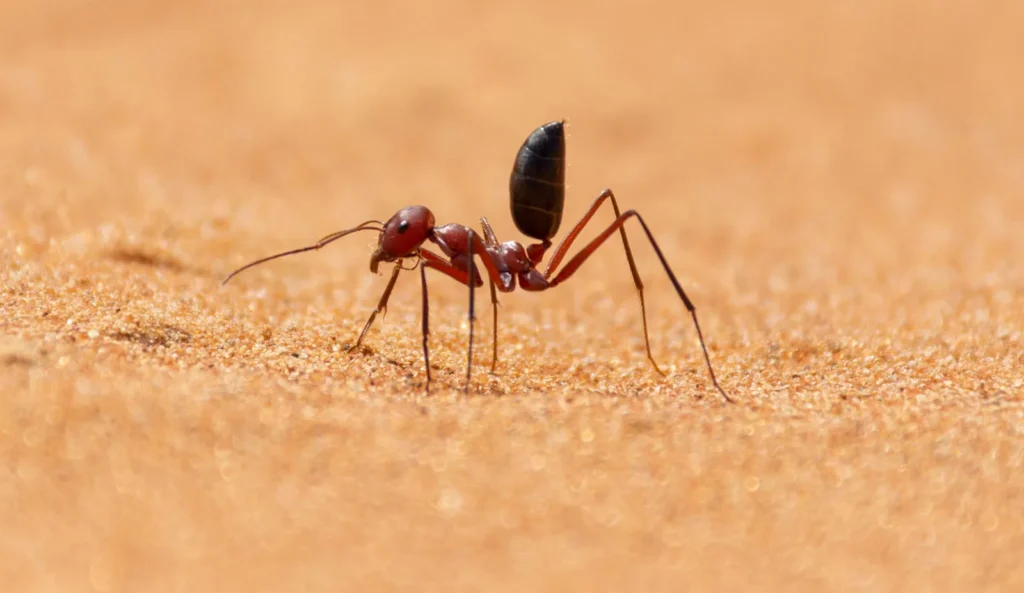 Sahara Desert Ant
