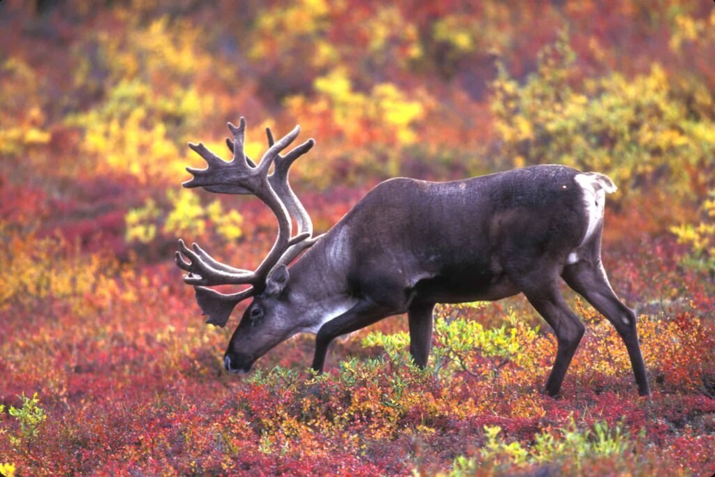 Reindeer
