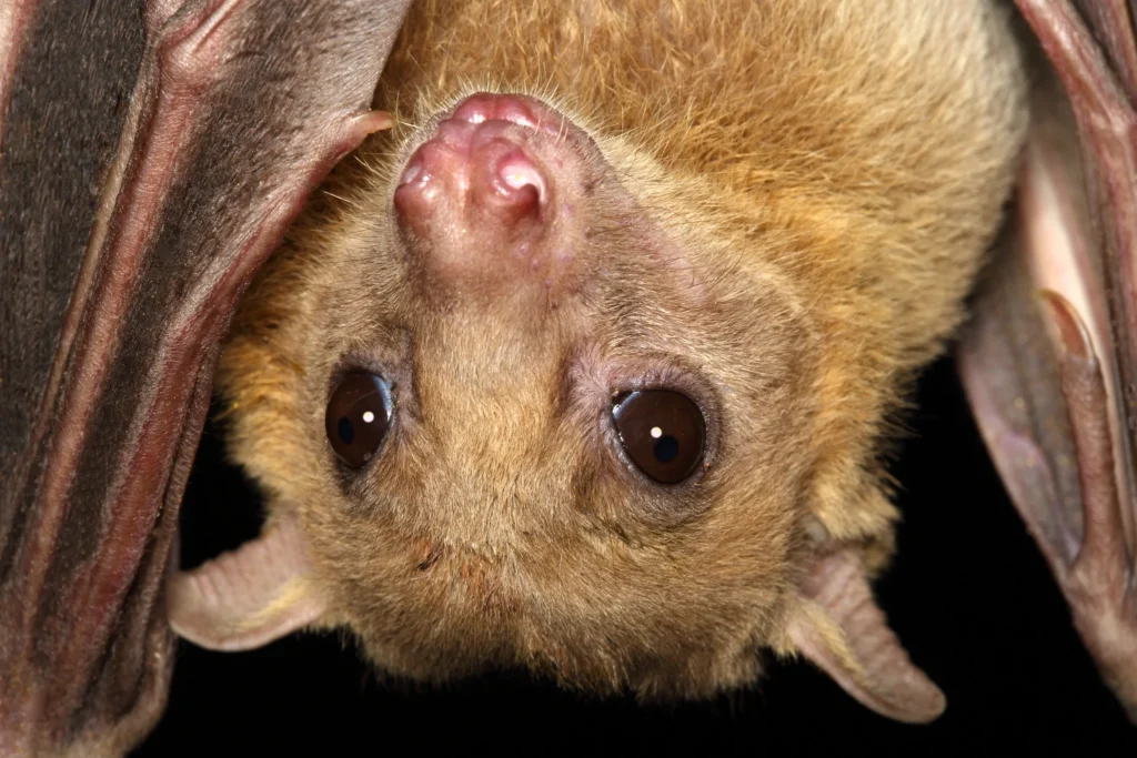 Bat