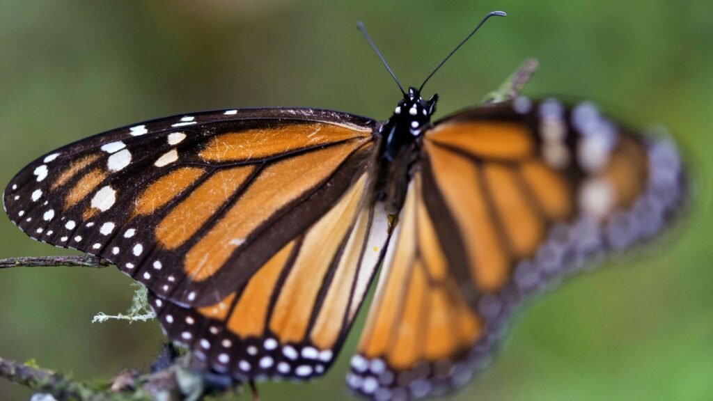 Butterfly