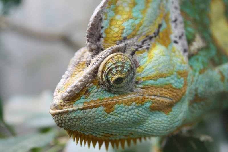 Animals That Can See What Humans Can’t
