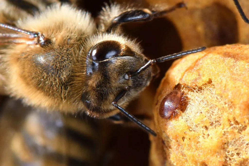 Honeybees