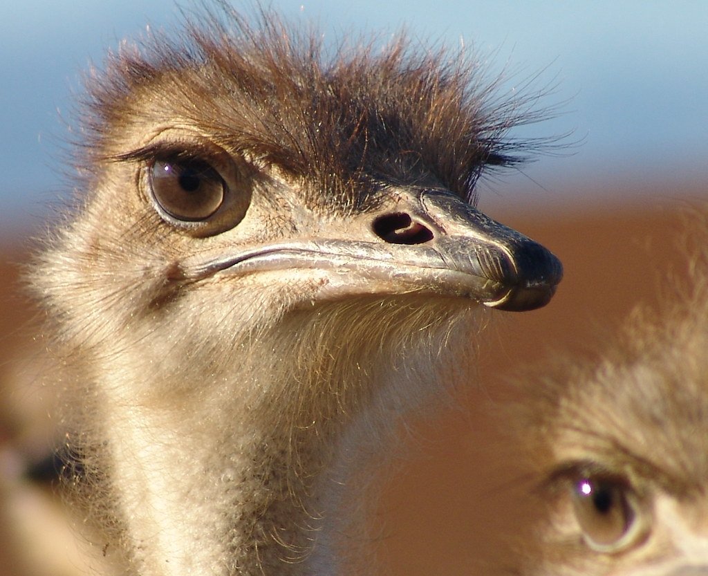 Ostrich