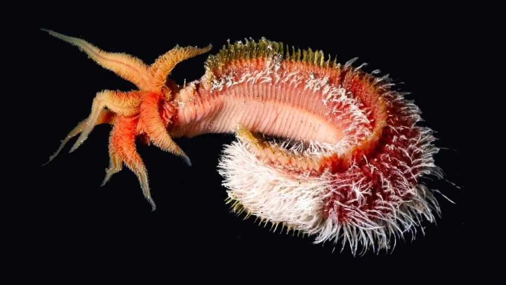 Pompeii Worm - Animals That Can Survive Extreme Conditions