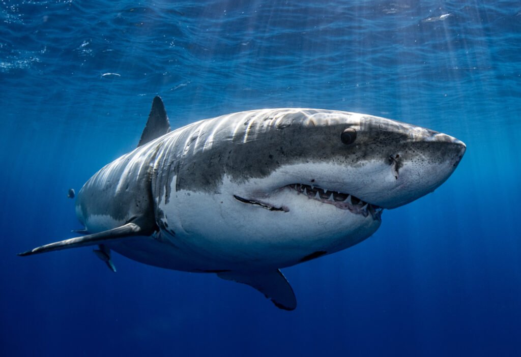 Shark